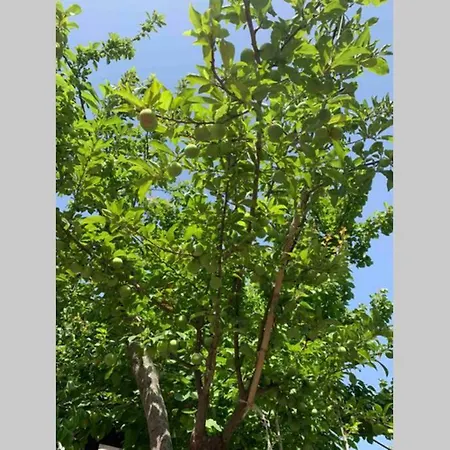 Дом отдыха Casa Tranquilla A Pochissimi Passi Dal Mare *